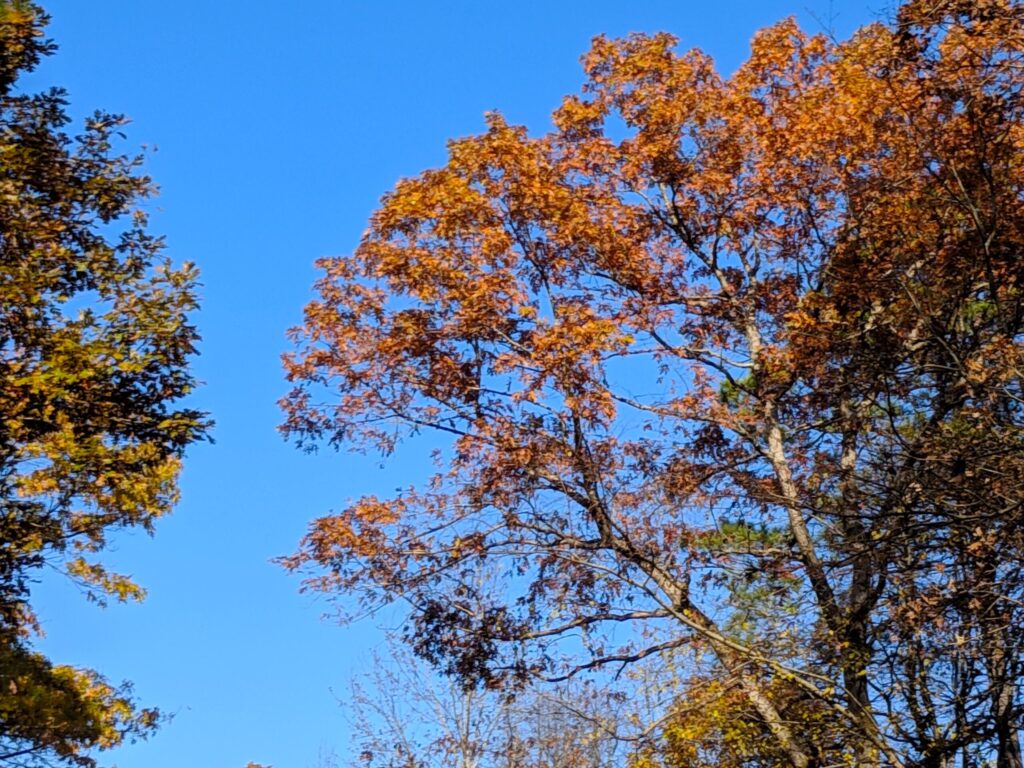 Intense blue sky and fall leaves. The image illustrates the optimism for a bright future that characterizes María's campaign.